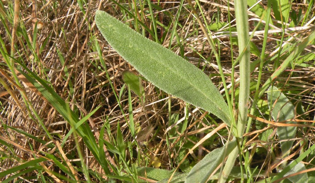 Dovrebbe essere Stachys thirkei